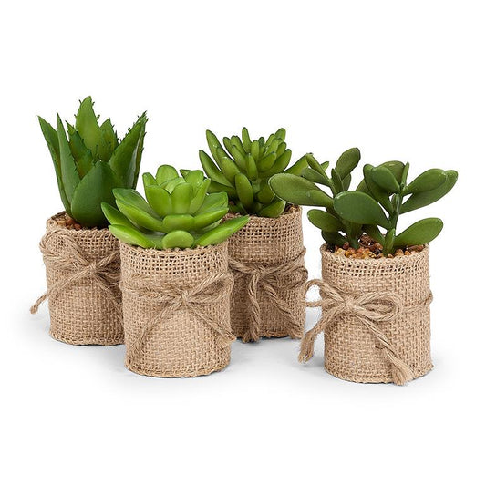 Succulents in Burlap Wrap - Set of 4